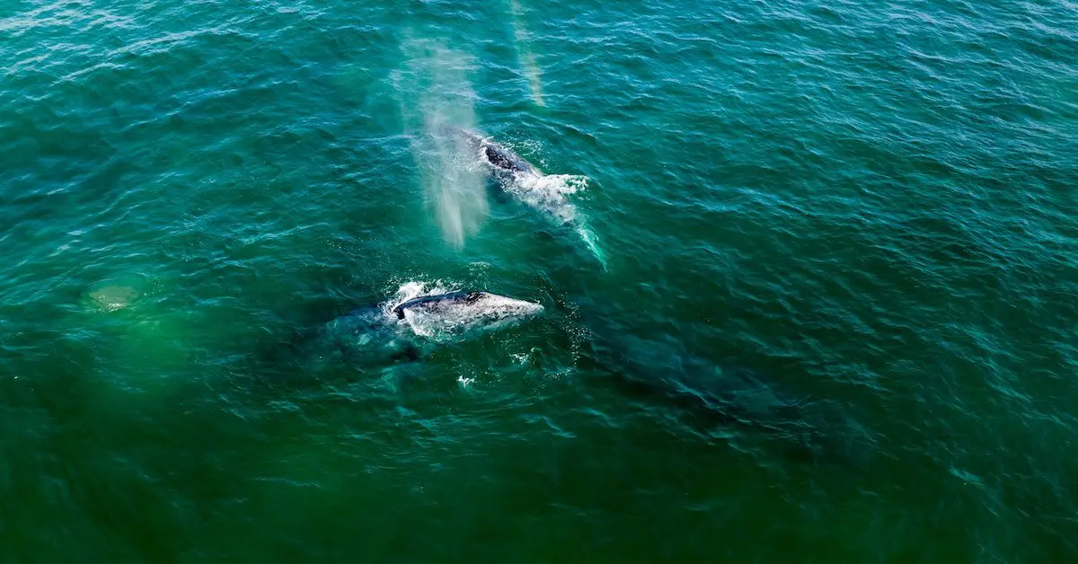 Whale watching Best Time to Visit Los Cabos