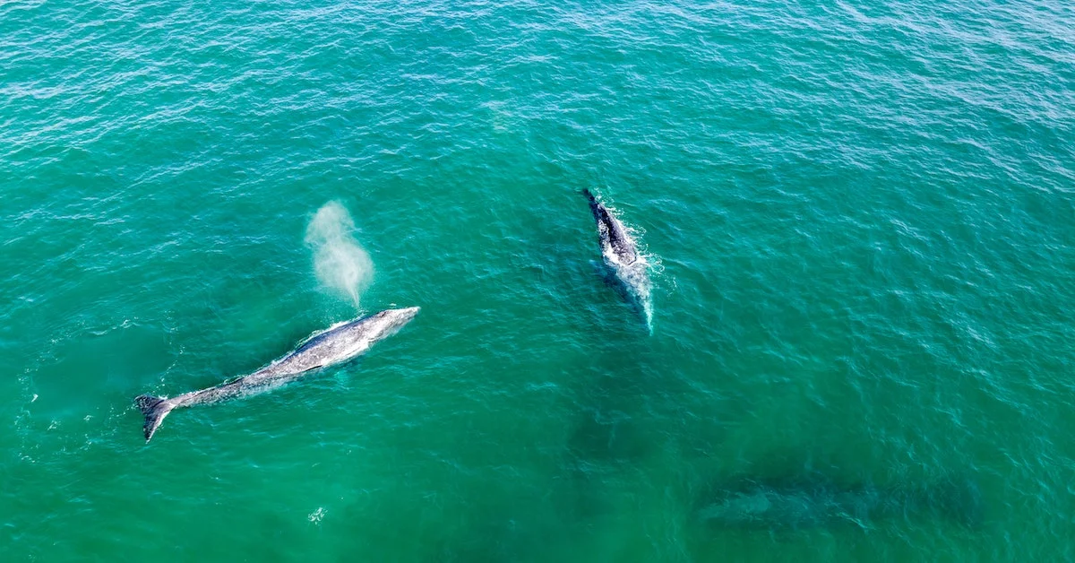 Whale watching  Best Time to Visit Los Cabos