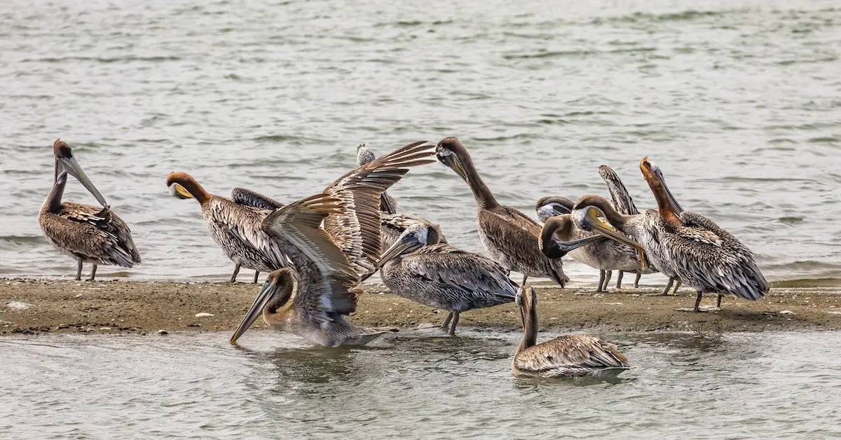 Bird Watching Galapagos