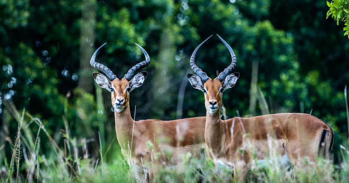 best time to visit kenya